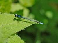 Boreal Bluet